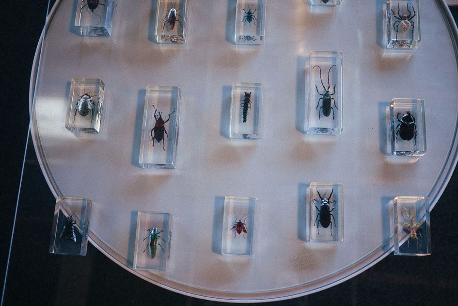 Analog Pinterest —&nbsp;your dream bug collection from childhood.